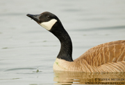 SWANS AND GEESE